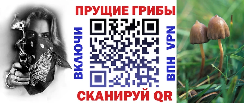 закладки  Россошь  Псилоцибиновые грибы GOLDEN TEACHER 